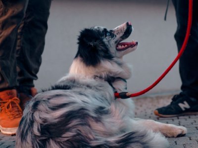 Hundeerziehung: Der beste Guide für eine starke Bindung