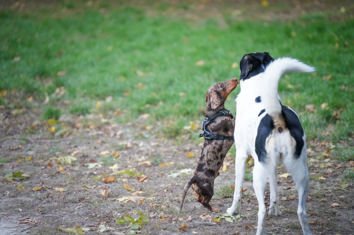 Hund kommuniziert mit Mensch