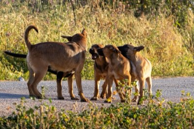 Socialization tips: Why exposure is key to a neutral dog