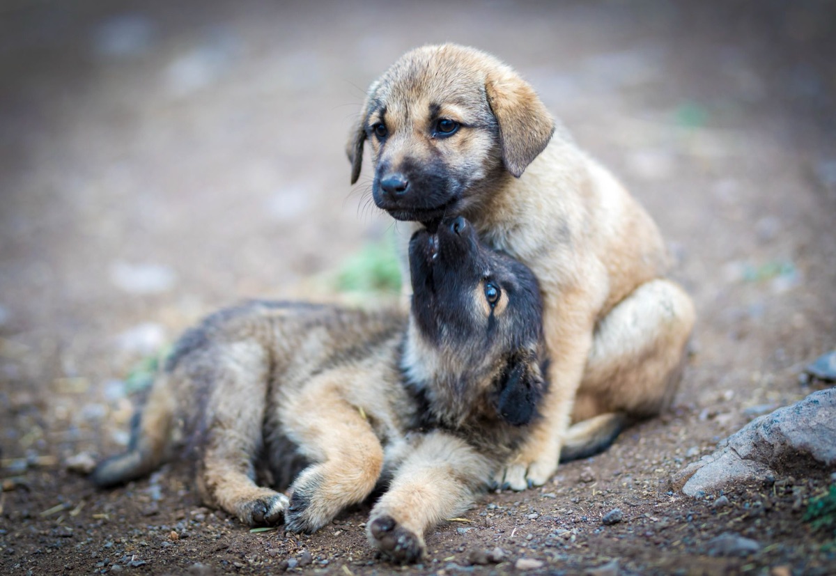 Dog in training session with owner