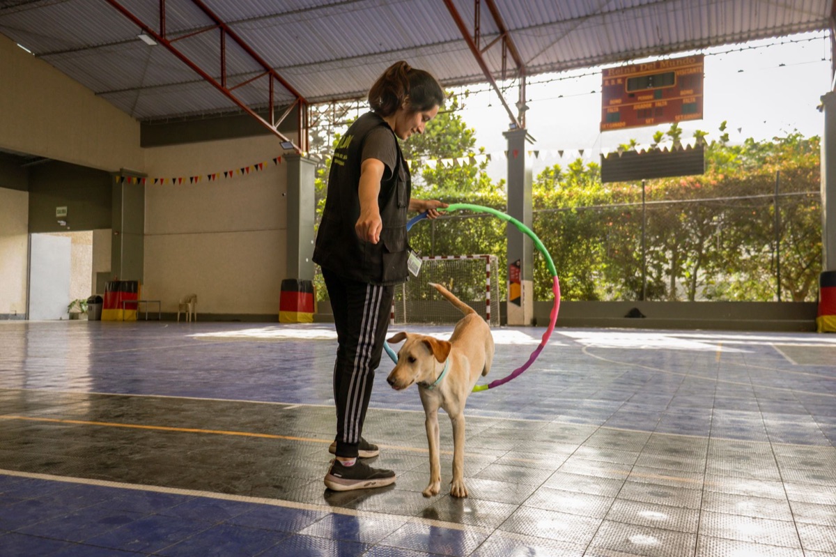 Entrenamiento perro: Tips para manejar distracciones en casa
