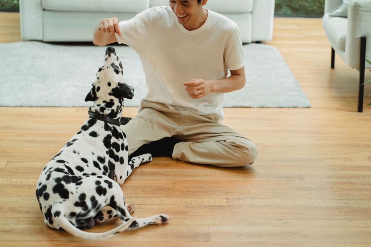 Entrenamiento perro: Tips para manejar distracciones en casa