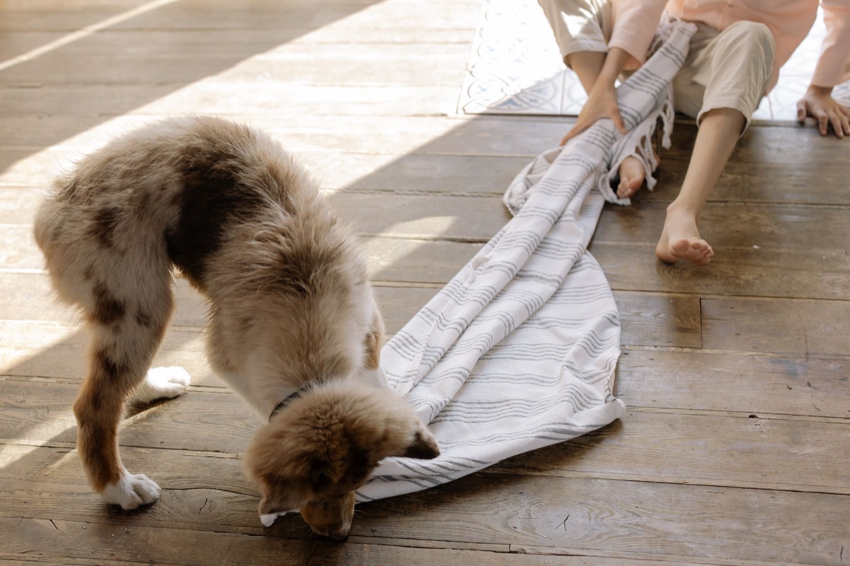 Entrenamiento perro: Tips para manejar distracciones en casa