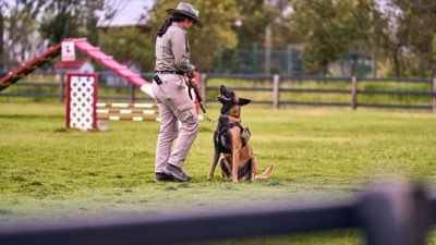 Éducation chien : guide pour un apprentissage réussi et serein