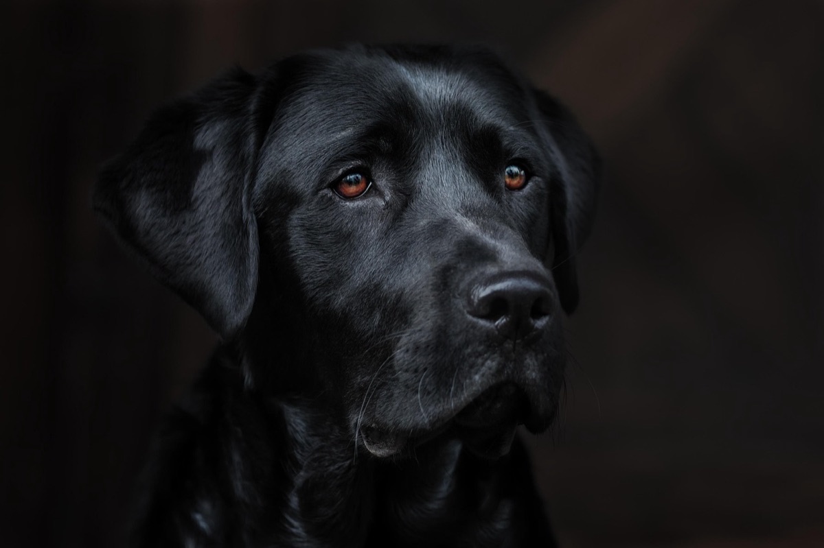 Chien apprend appli
