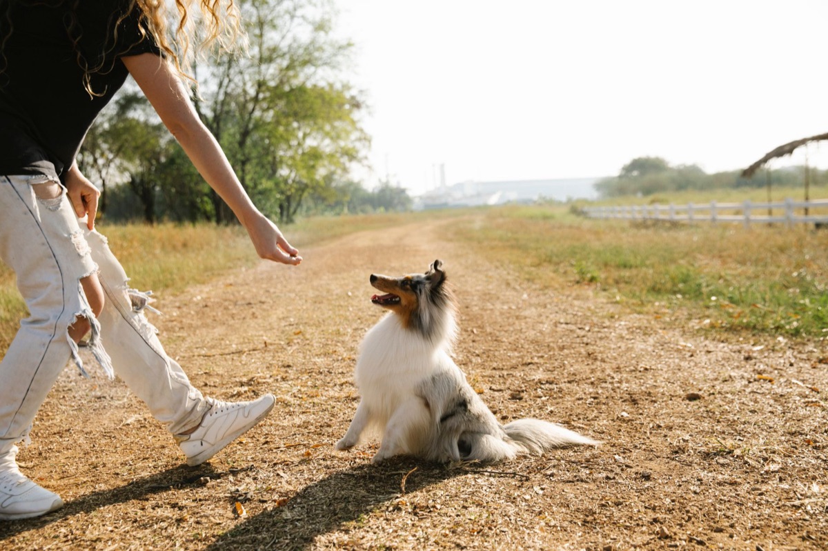 Éducation chien : guide pour un apprentissage réussi et sere
