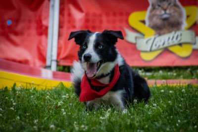Rinforzo positivo: guide per un cane equilibrato e felice