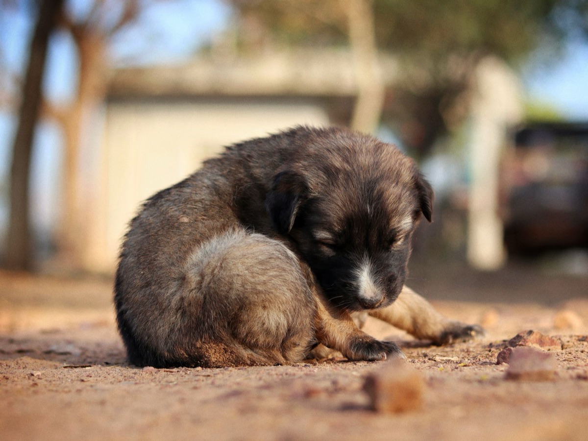 Un cane che cammina con calma accanto al suo proprietario in una piazza affollata.