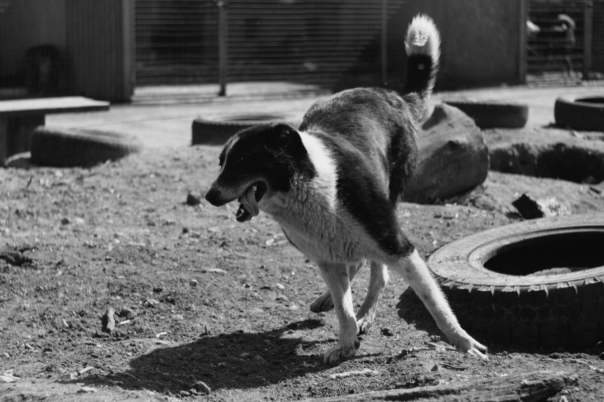 Un cane che si rilassa vicino al suo proprietario.
