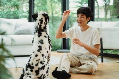 犬のトレーニングで失敗しないためのマインドセットガイド