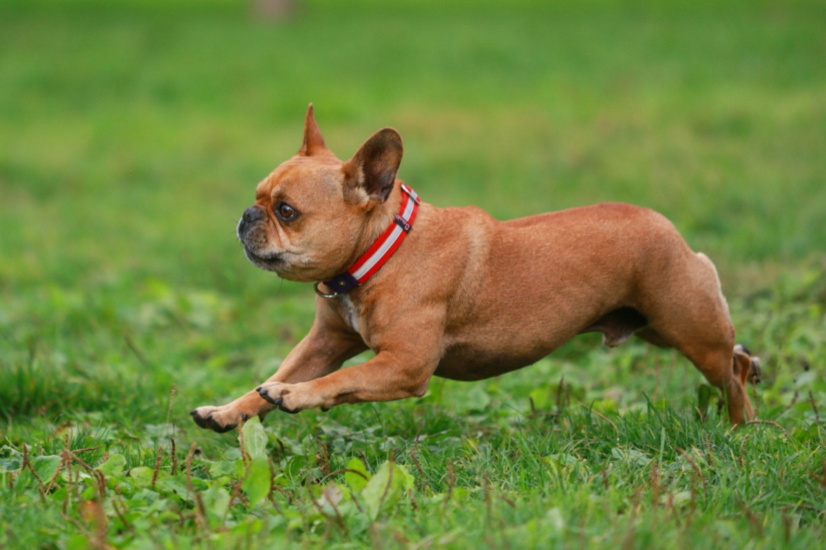犬のトレーニングで失敗しないためのマインドセットガイド