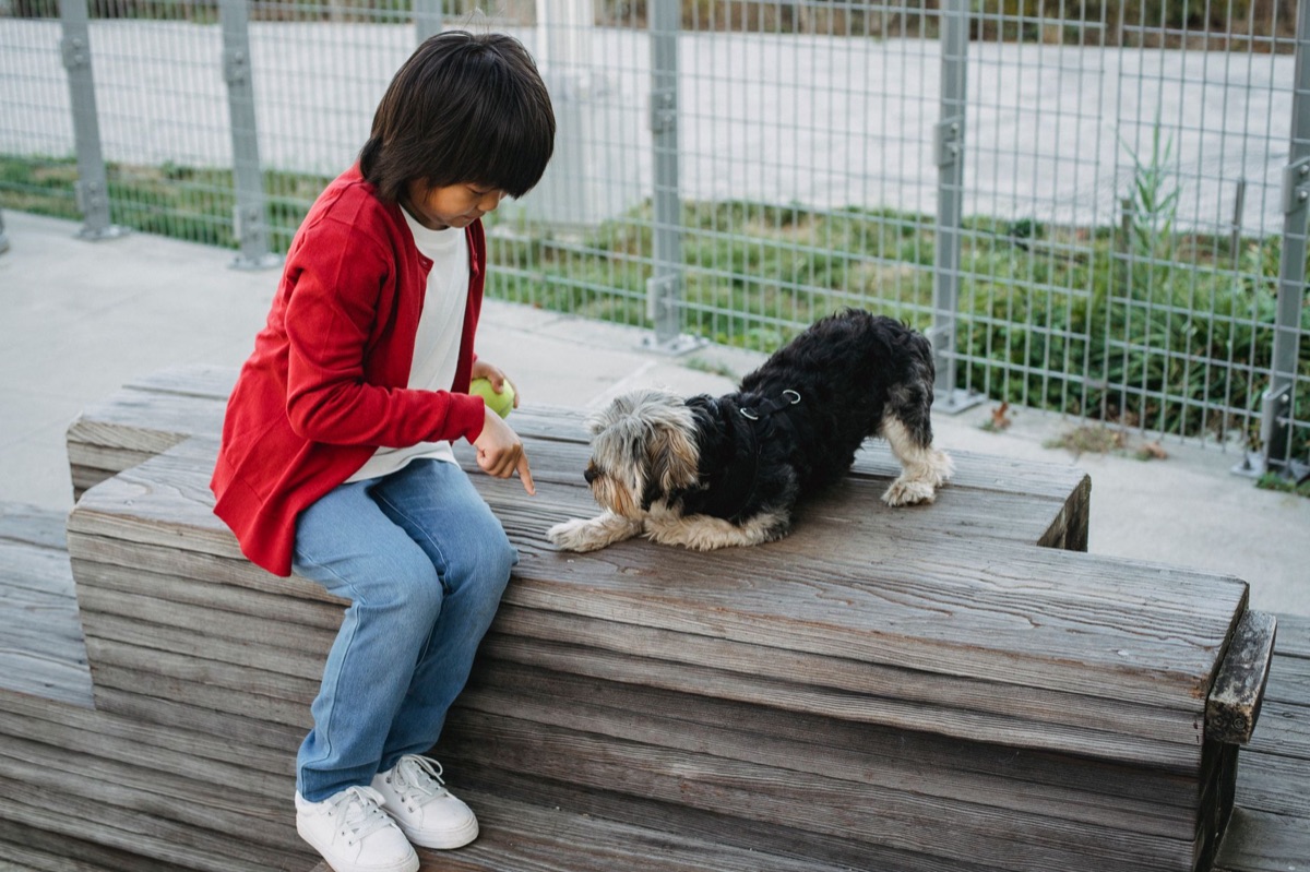 犬のトレーニングで失敗しないためのマインドセットガイド