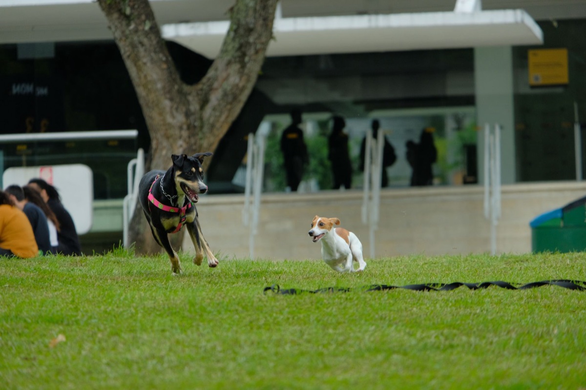 Socialização e Comandos: Tips Essenciais para um Cão Prepara