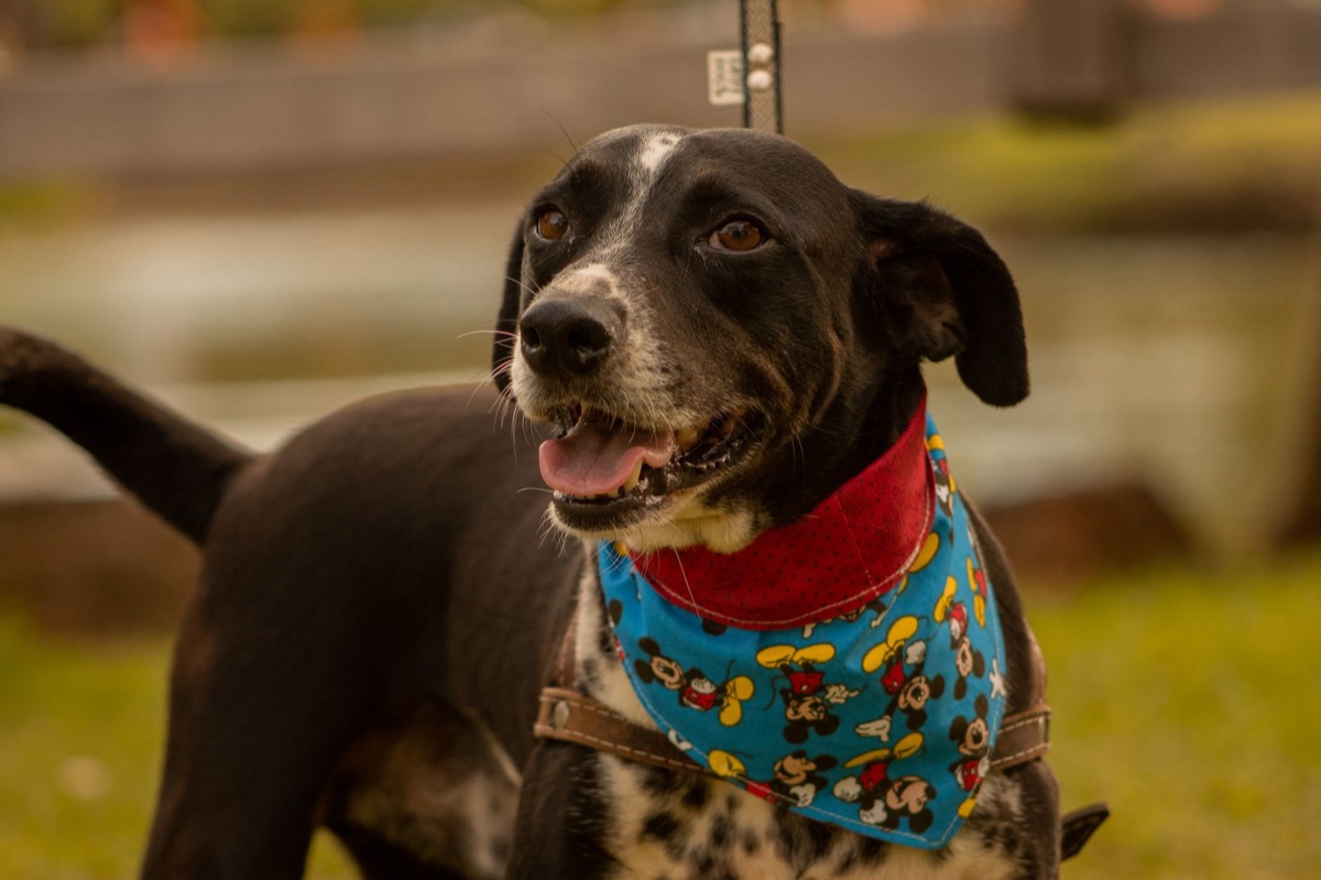 Socialização e Comandos: Tips Essenciais para um Cão Prepara