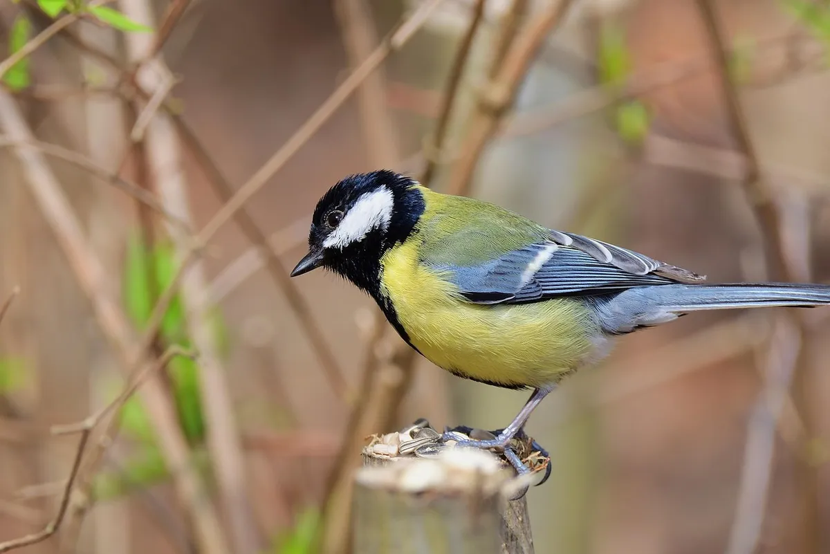 ハト、枝、餌、春、公園、鳥、自然