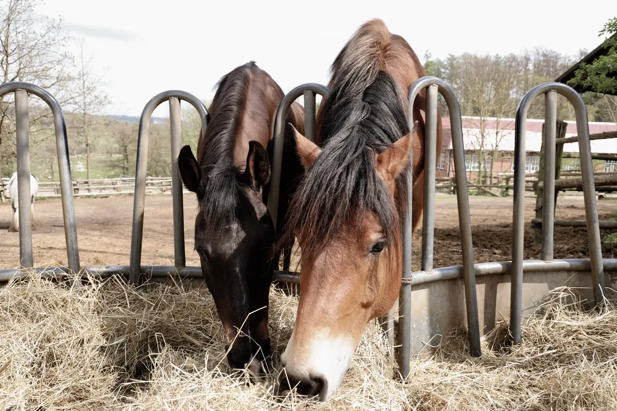 晴れた日の田園農場のスタビリティで、二頭の馬が草を食べている。