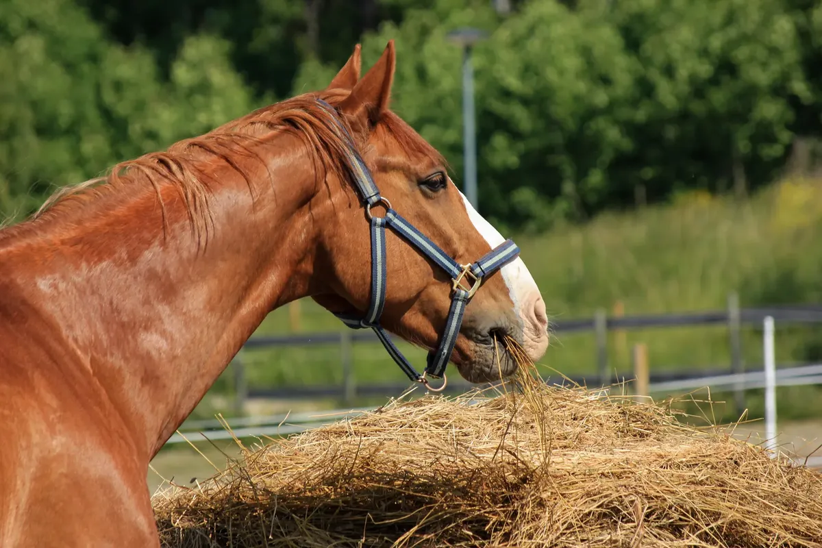 外にいる茶色の馬で、青いハルターを装着して草を食べている近景。